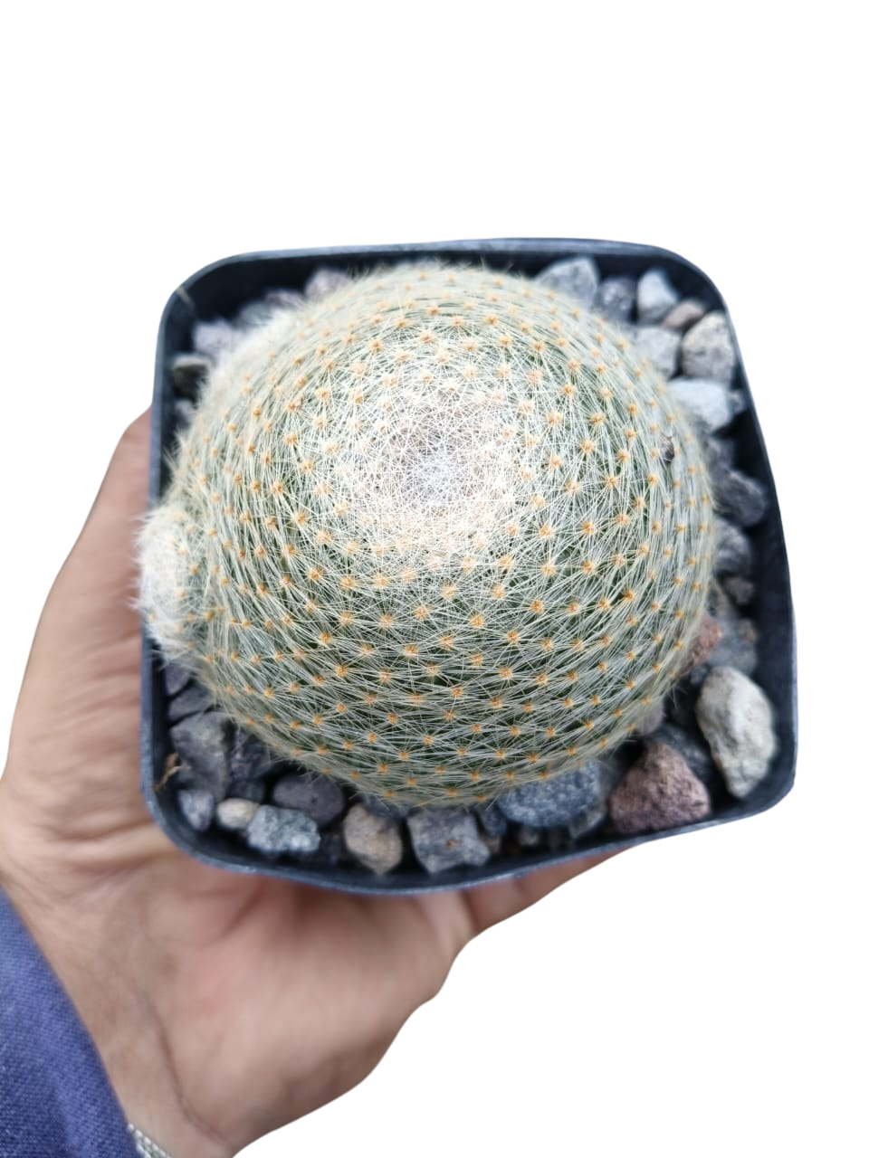 Cactus exótico Mammillaria lenta (4 pulgadas)