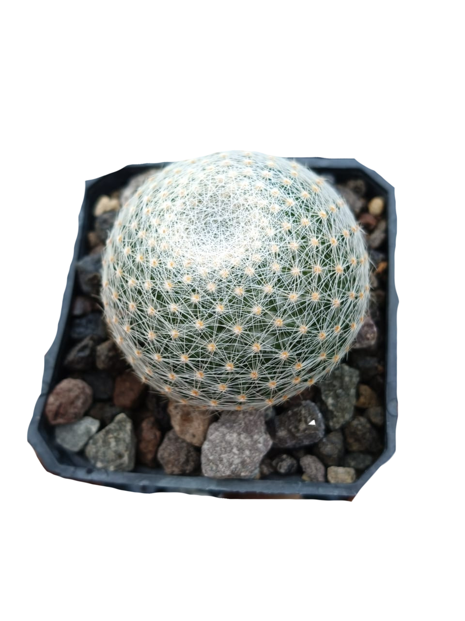 Cactus exótico Mammillaria lenta (2 pulgadas)