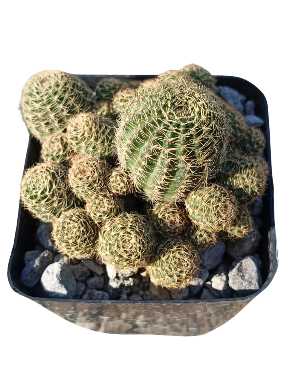 Cactus exótico Lobivia aragnacantha flor roja (4 pulgadas)