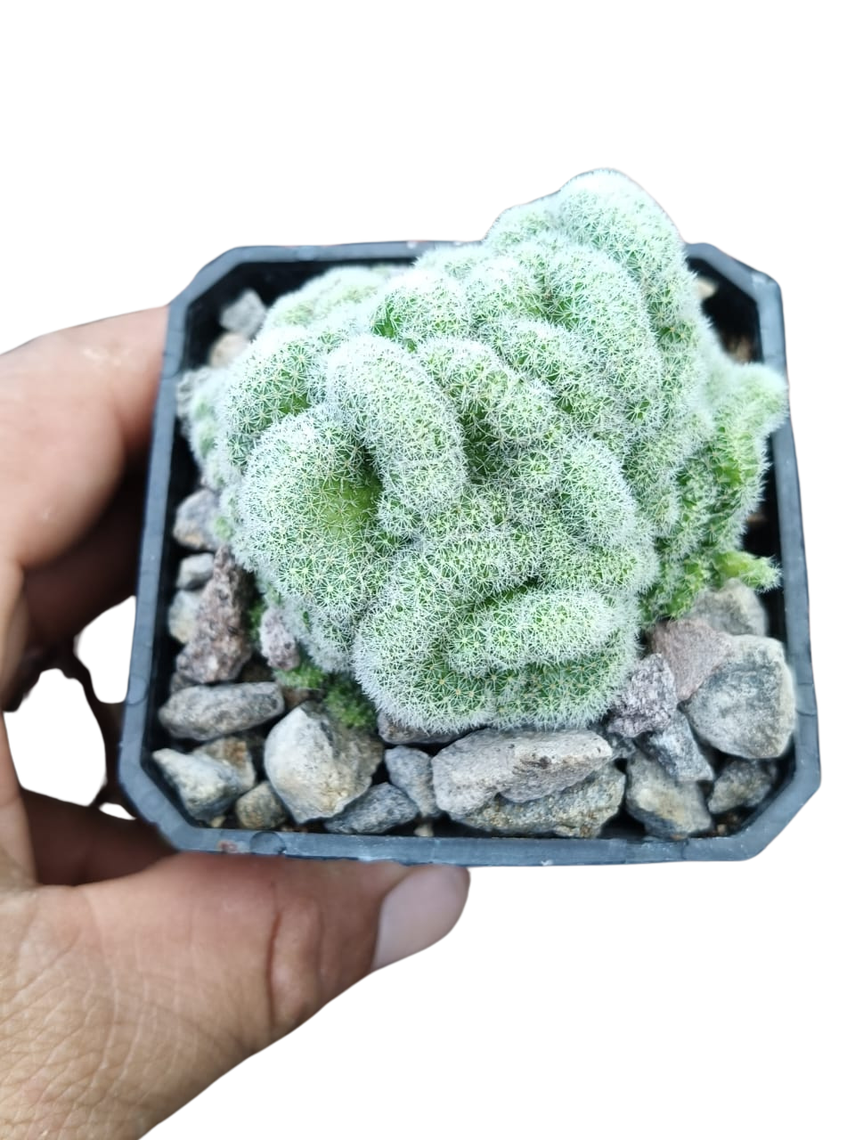 Cactus exótico Mammillaria gisela crestada (2 pulgadas)