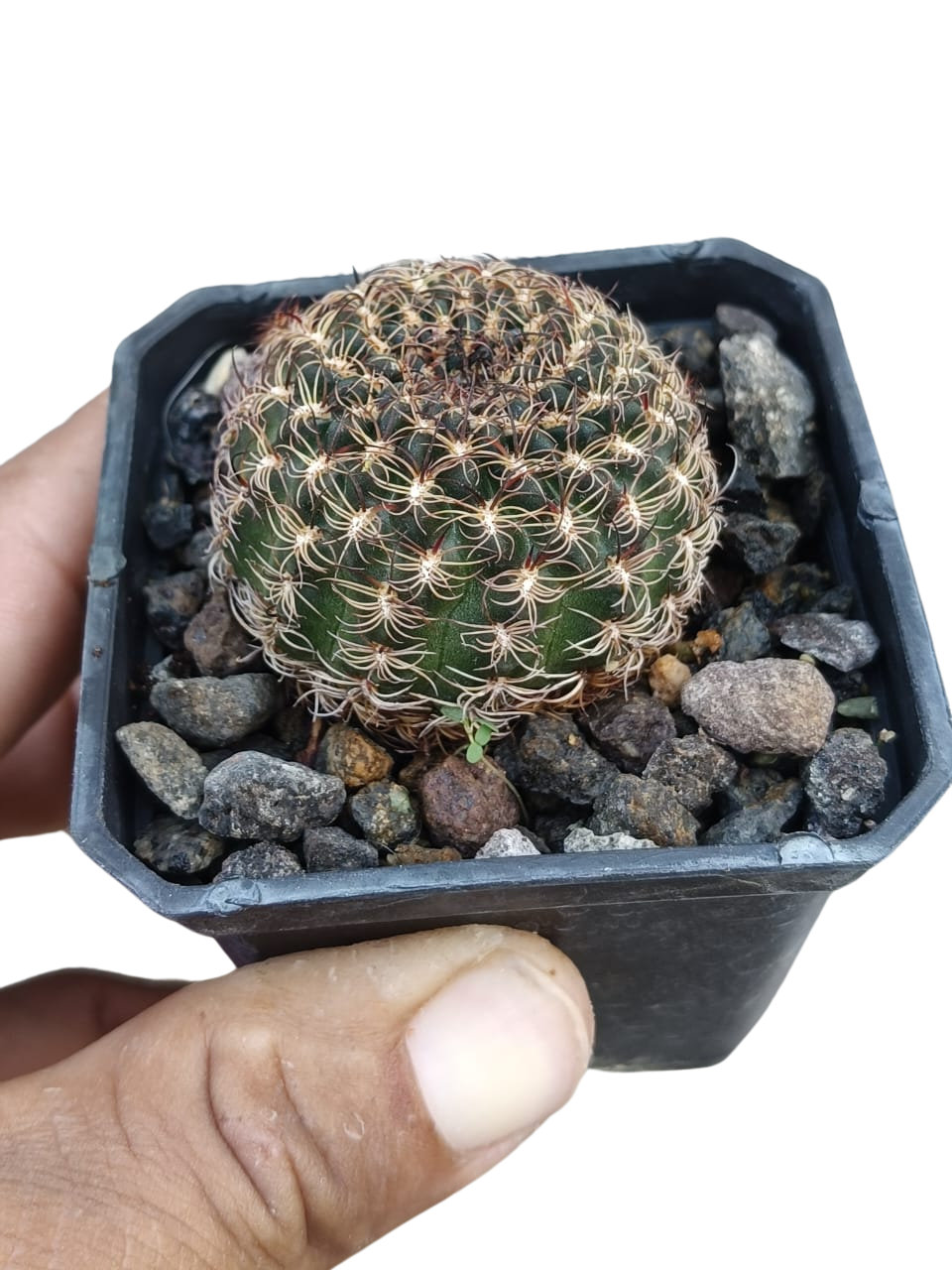 Cactus exótico Lobivia aragnacantha flor rosa (2 pulgadas)