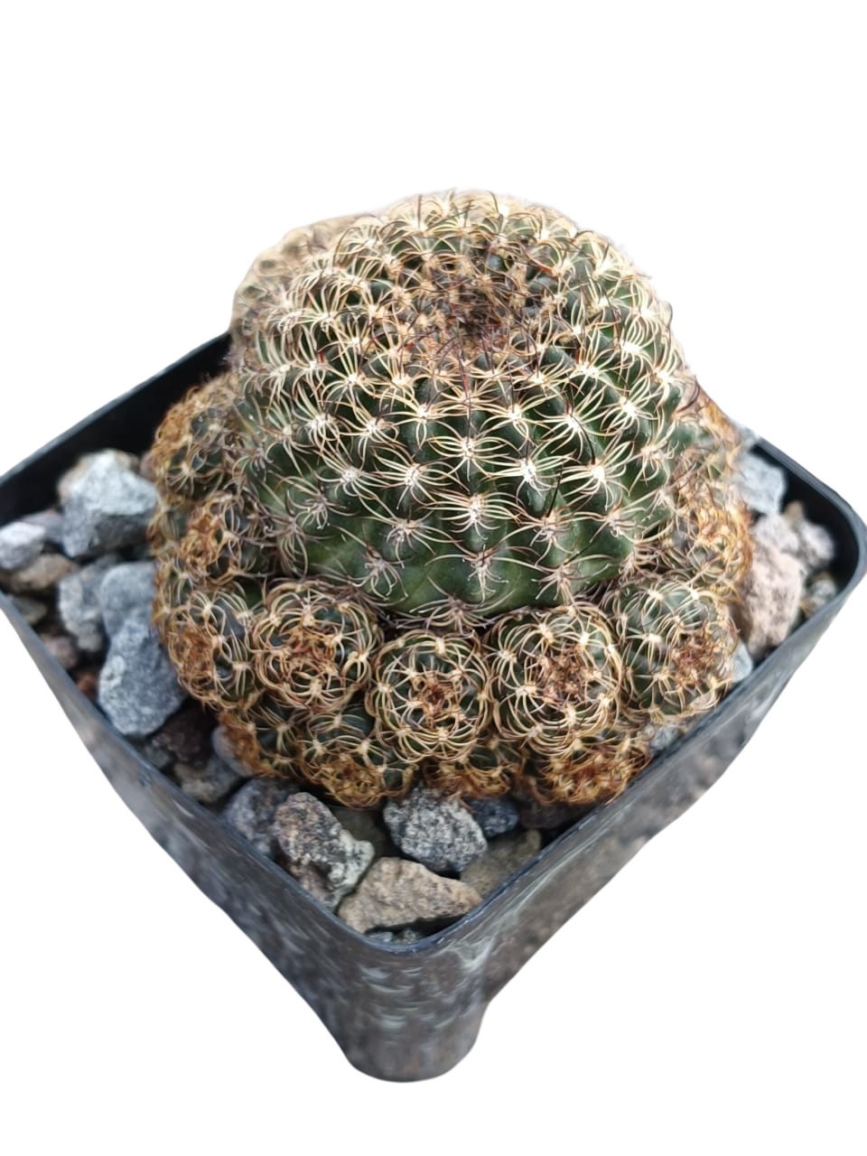 Cactus exótico Lobivia aragnacantha flor rosa (4 pulgadas)