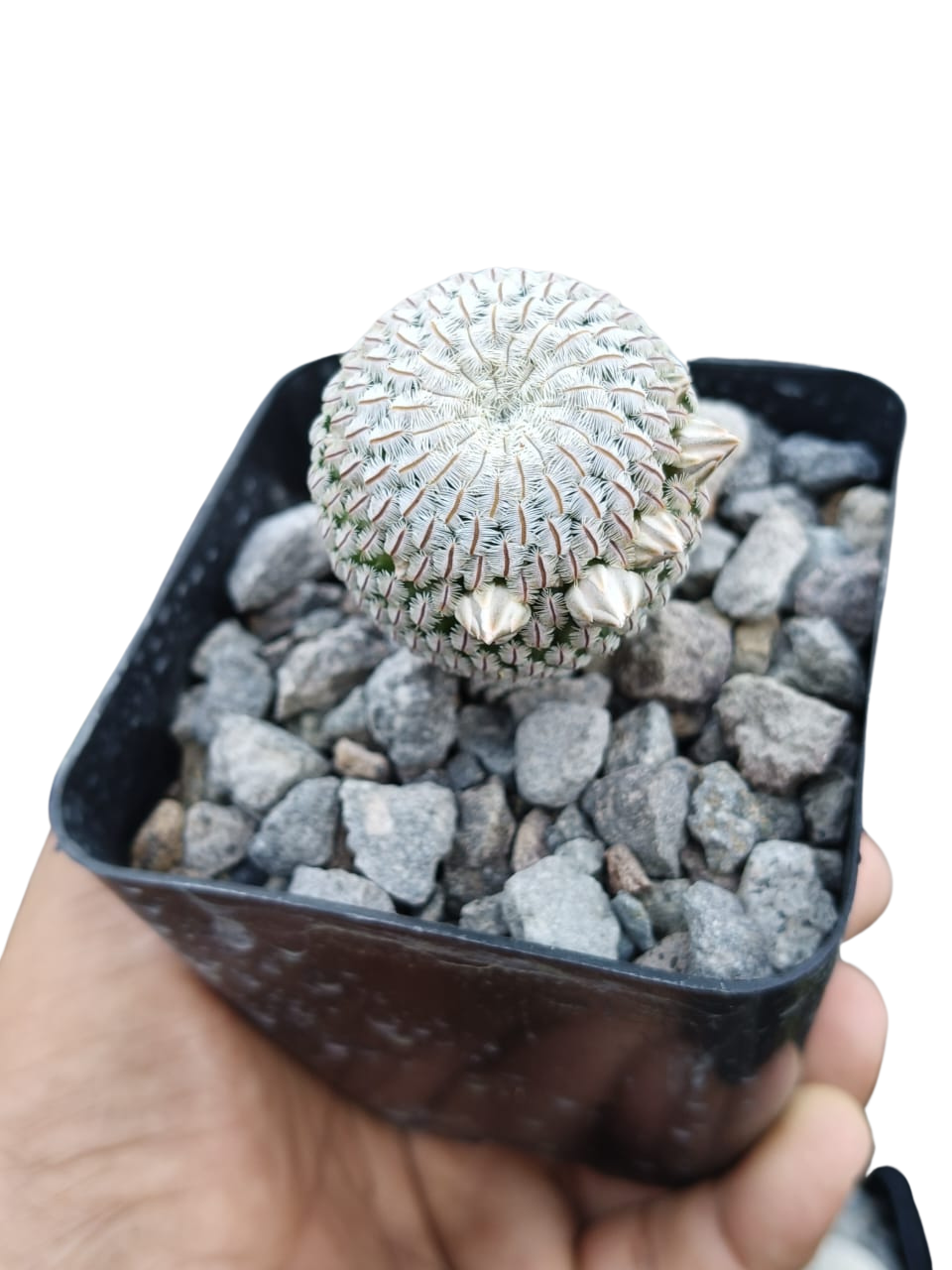 Cactus exótico Mammillaria pectinifera (2 pulgadas)