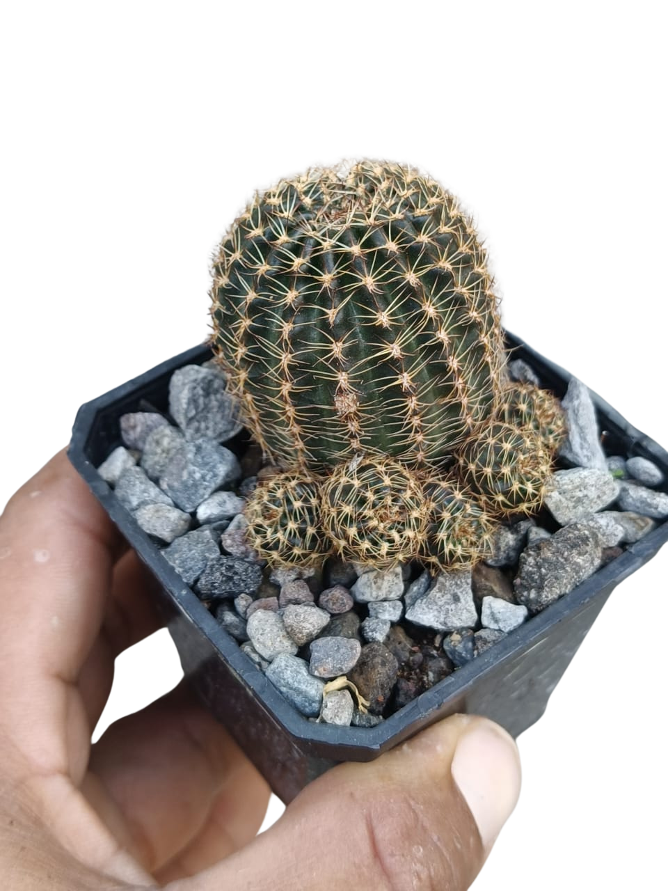 Cactus exótico Lobivia aragnacantha flor naranja (2 pulgadas)