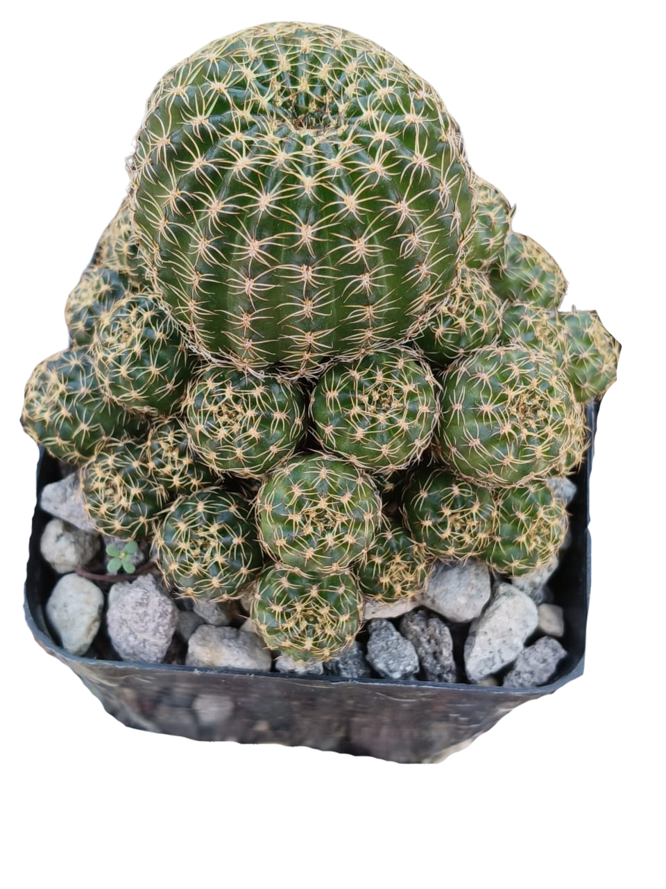 Cactus exótico Lobivia aragnacantha flor naranja (4 pulgadas)