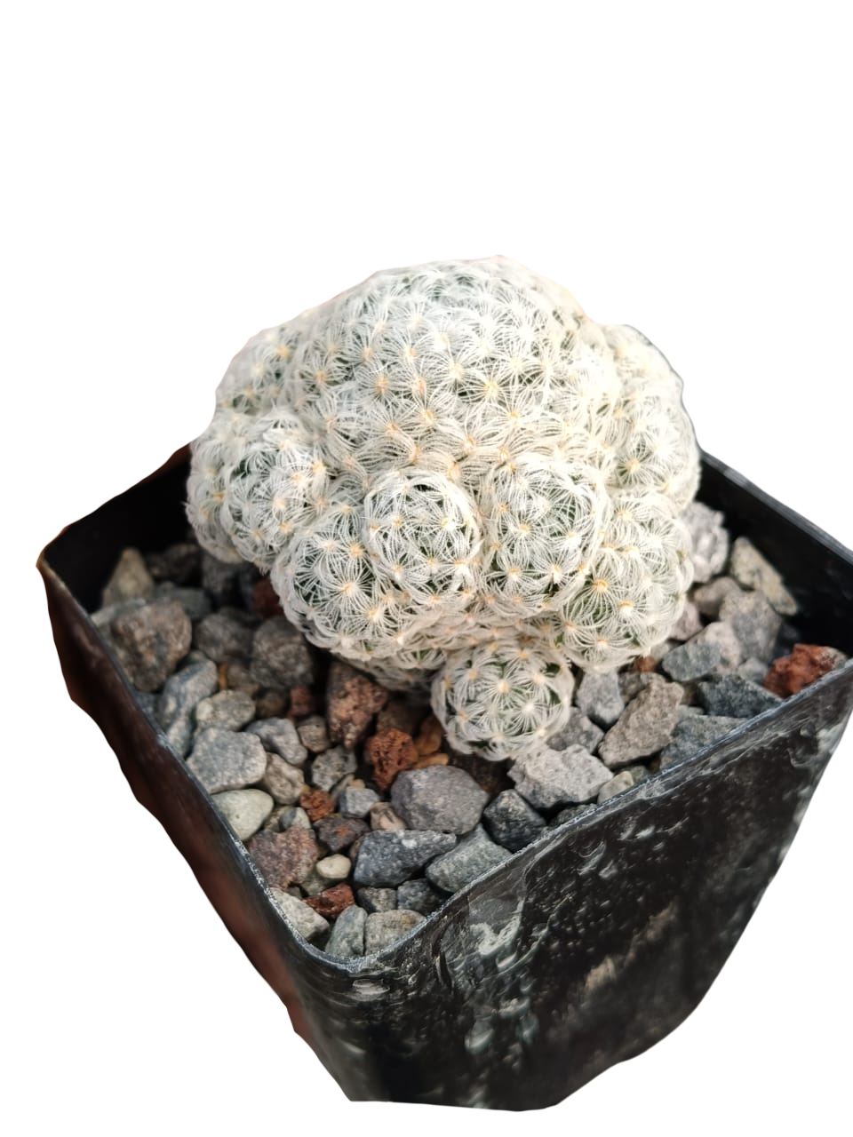 Cactus exótico Mammillaria duwei (4 pulgadas)