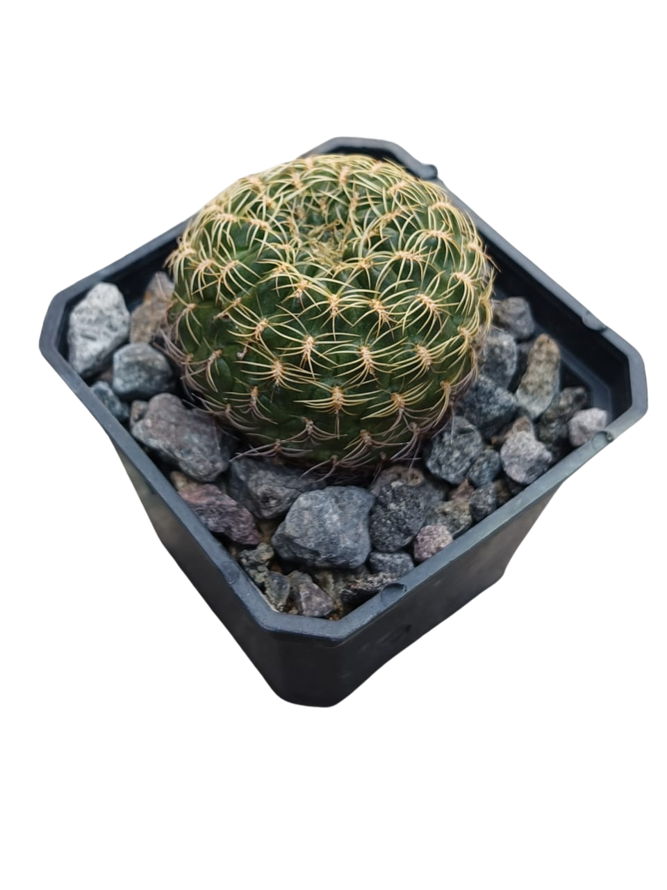 Cactus exótico Sulcorebutia callecalesis flor amarilla (2 pulgadas)