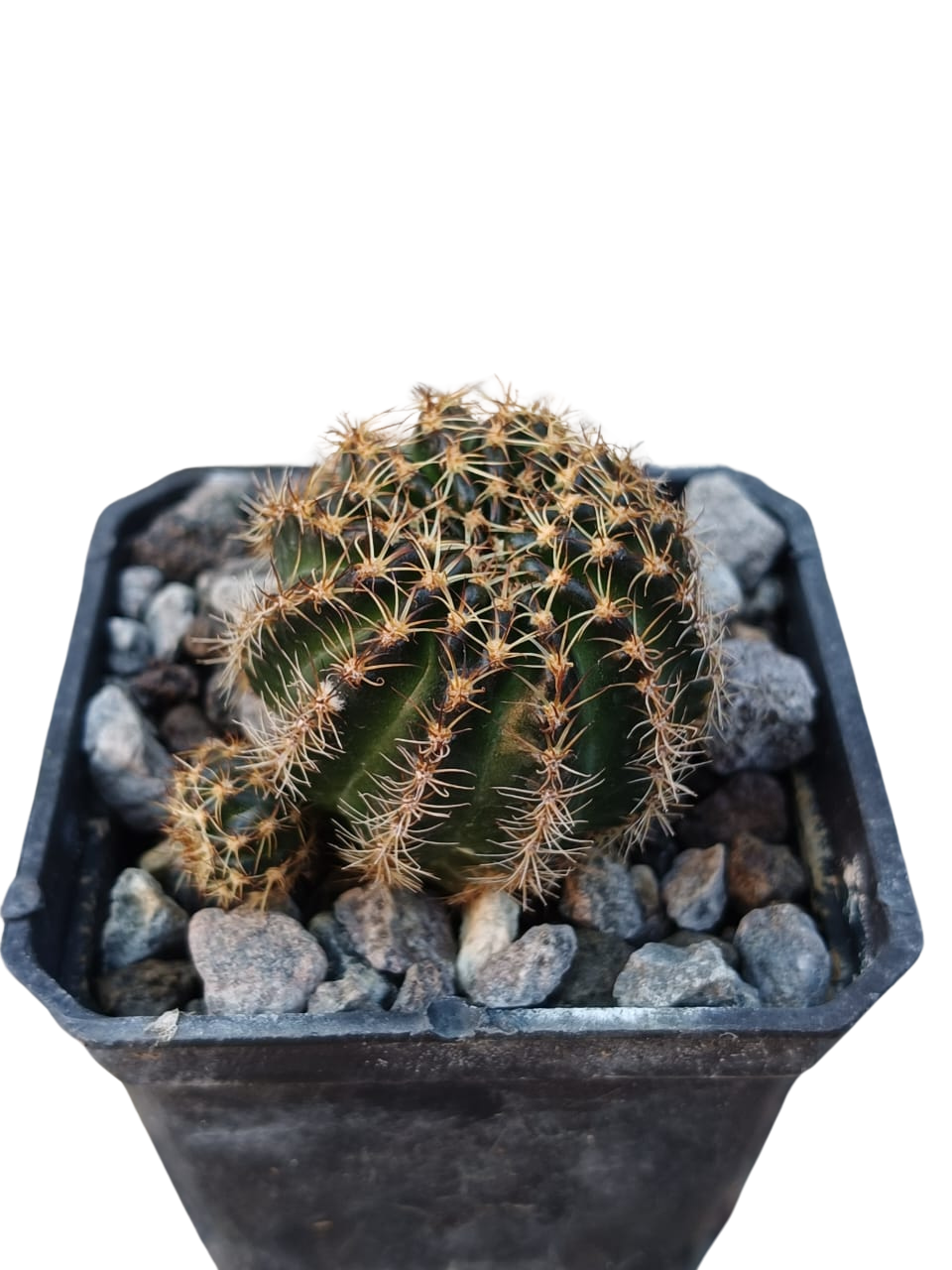 Cactus exótico Lobivia aragnacantha flor amarillo (2 pulgadas)