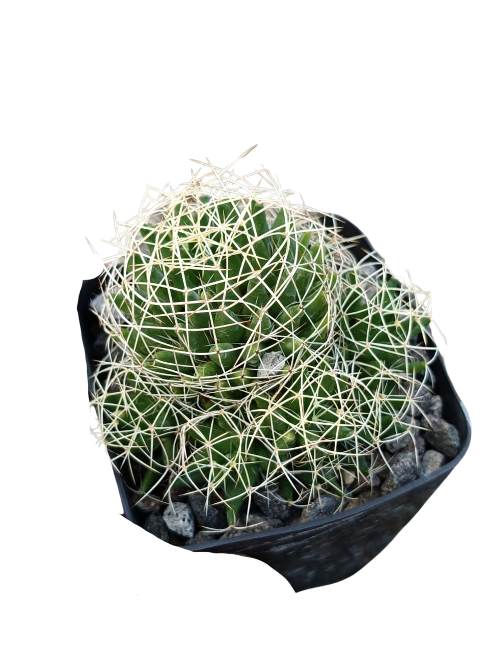 Cactus exótico Mammillaria cantitrica (4 pulgadas)