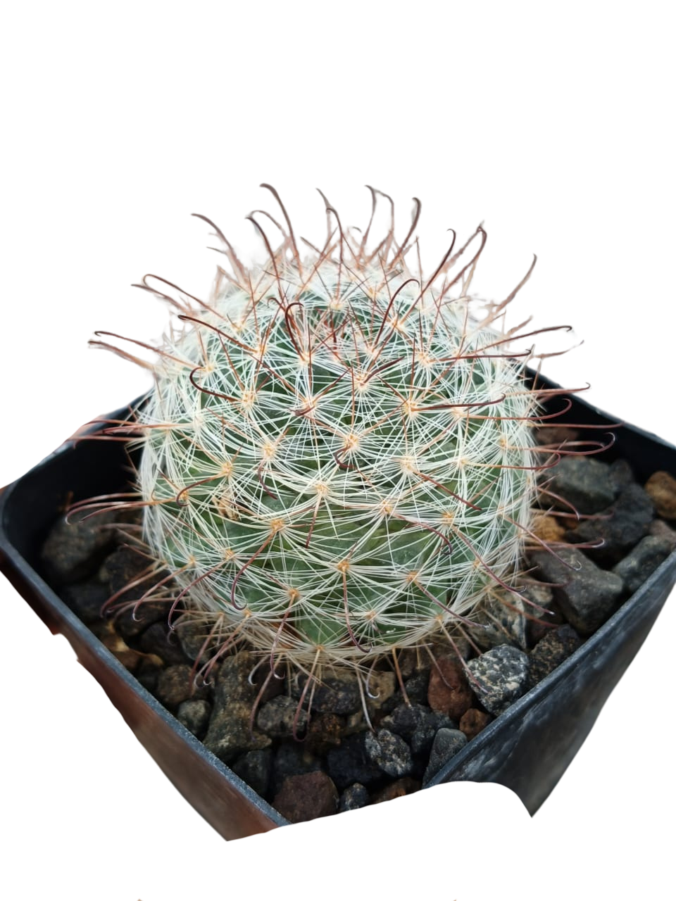 Cactus exótico Mammillaria longifloraen (4 pulgadas)