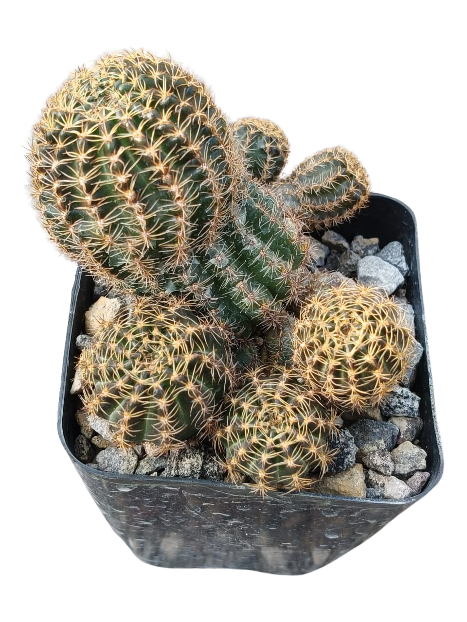 Cactus exótico Lobivia aragnacantha flor amarilla (4 pulgadas)