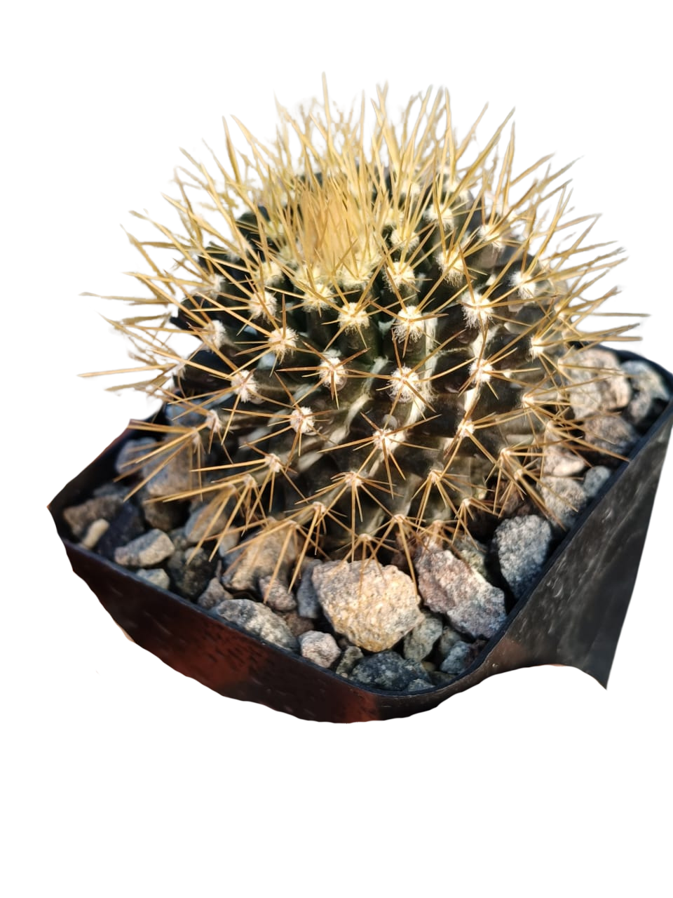Cactus exótico Mammillaria nivosa (4 pulgadas)