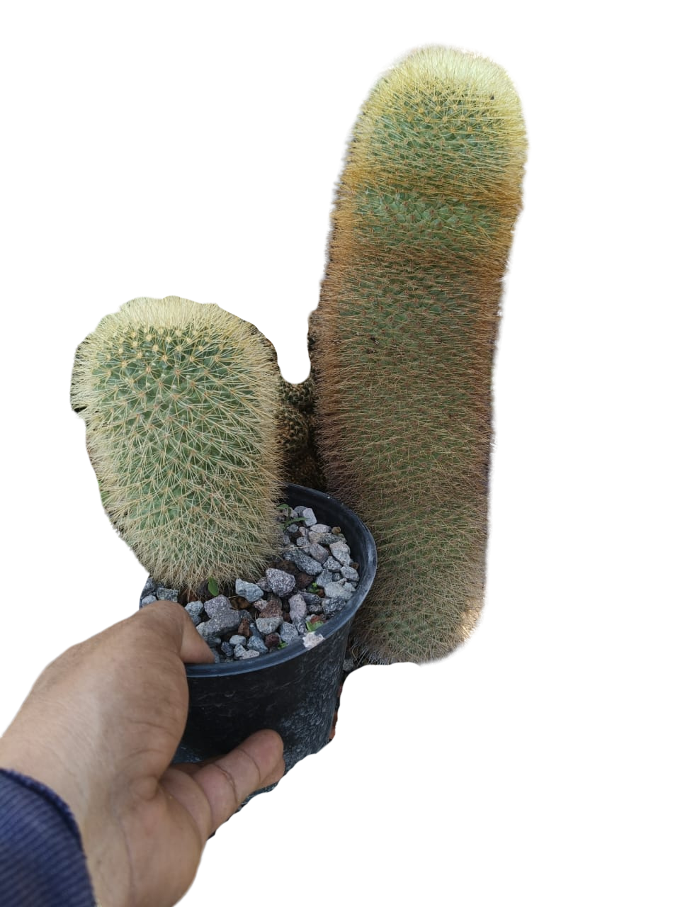 Cactus exótico Mammillaria espinosisima (2 pulgadas)