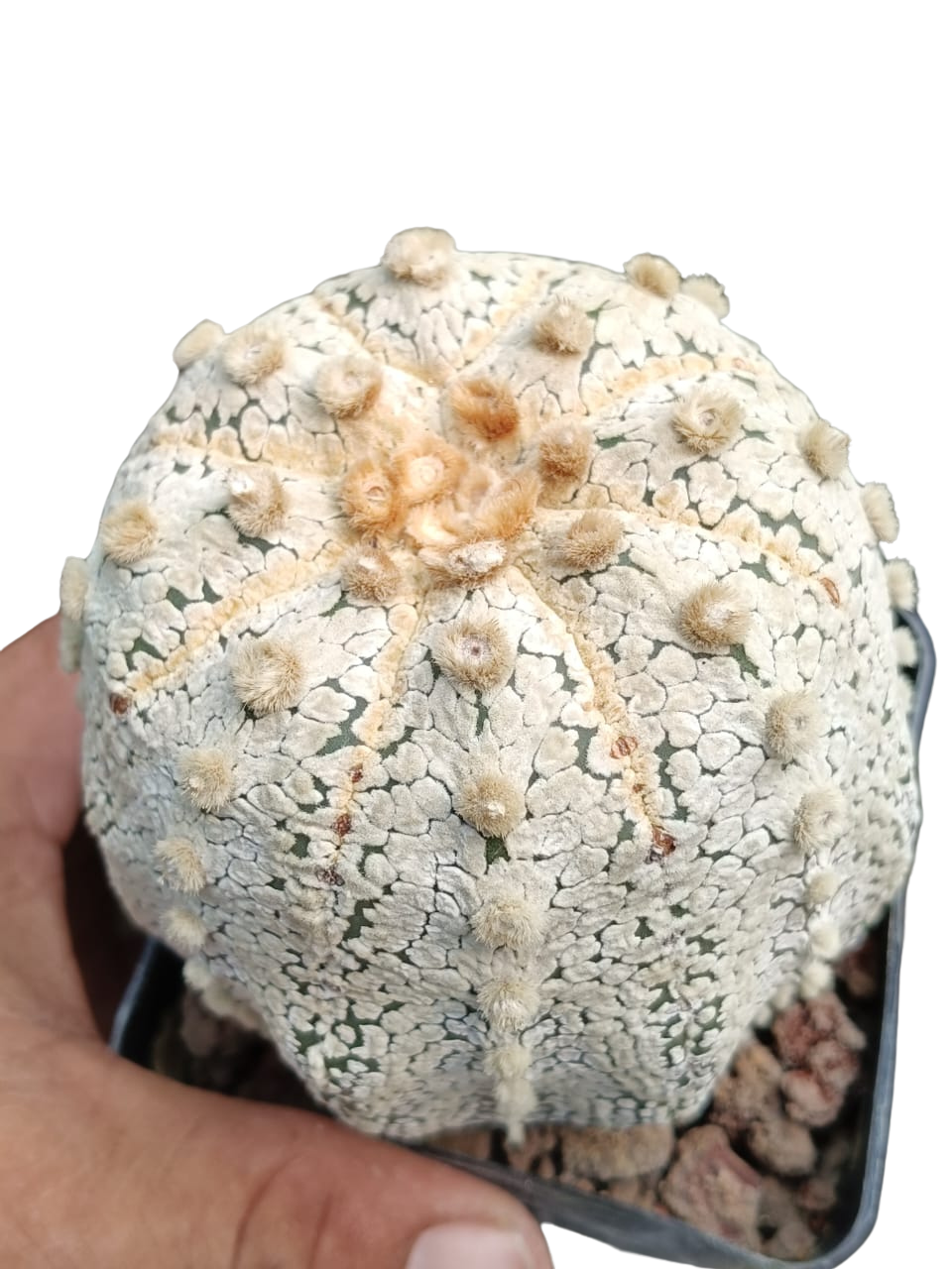 Cactus exótico Astrophytum asterias variedad Superkabuto (2 pulgadas)