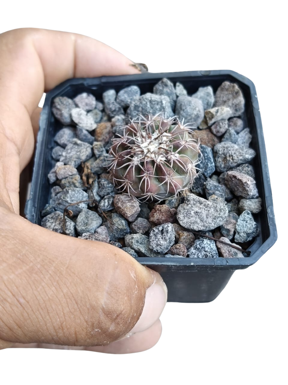 Cactus exótico Discocactus horstii (2 pulgadas)