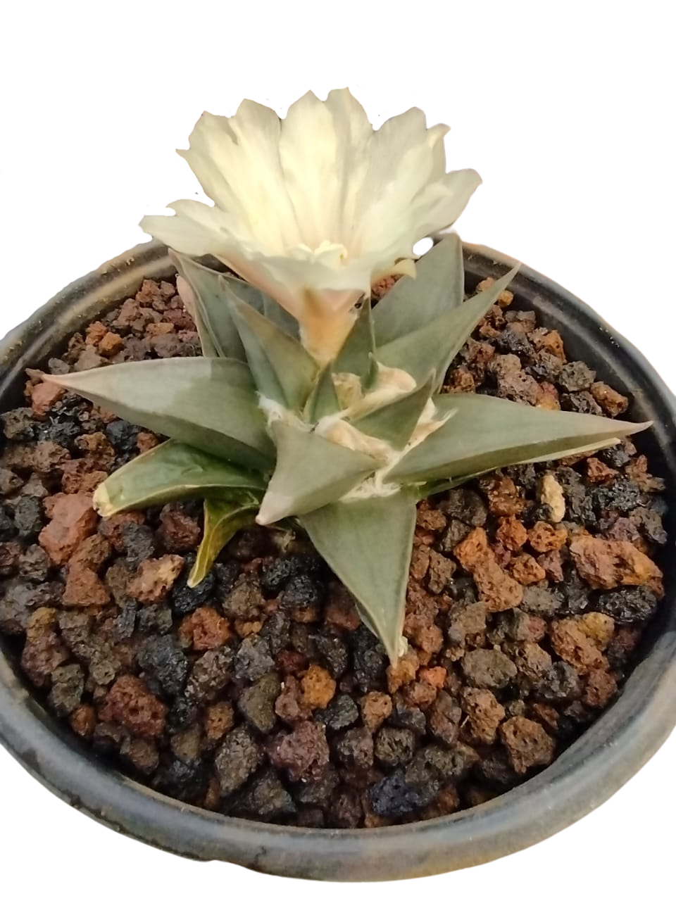 Cactus exótico Ariocarpus trigonus (2 pulgadas)
