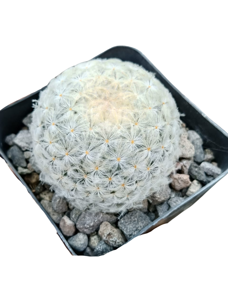 Cactus exótico Mammillaria plumosa (4 pulgadas)