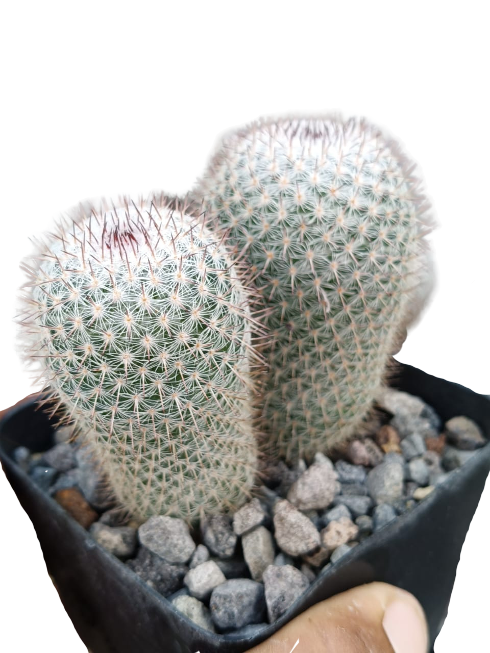 Cactus exótico Mammillaria repenjaguenii (4 pulgadas)