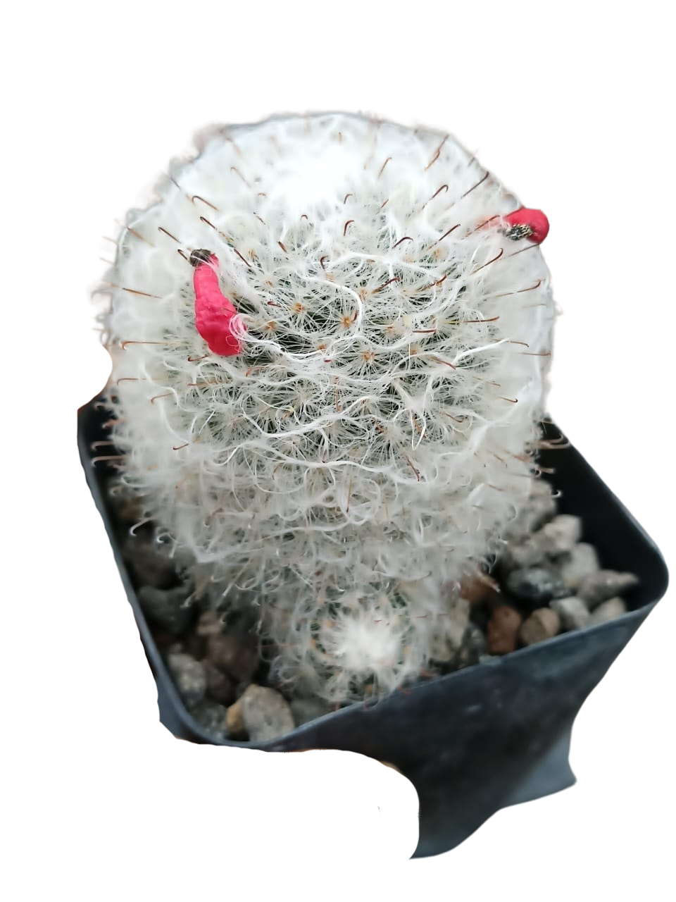 Cactus exótico Mammillaria bocasana splendens (4 pulgadas)