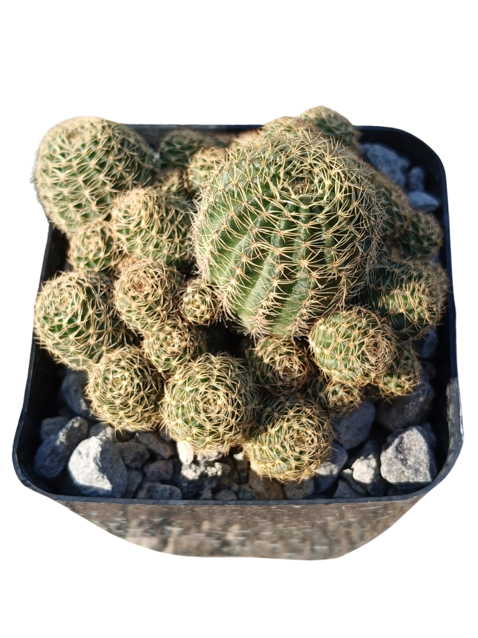 Cactus exótico Lobivia aragnacantha nana (4 pulgadas)