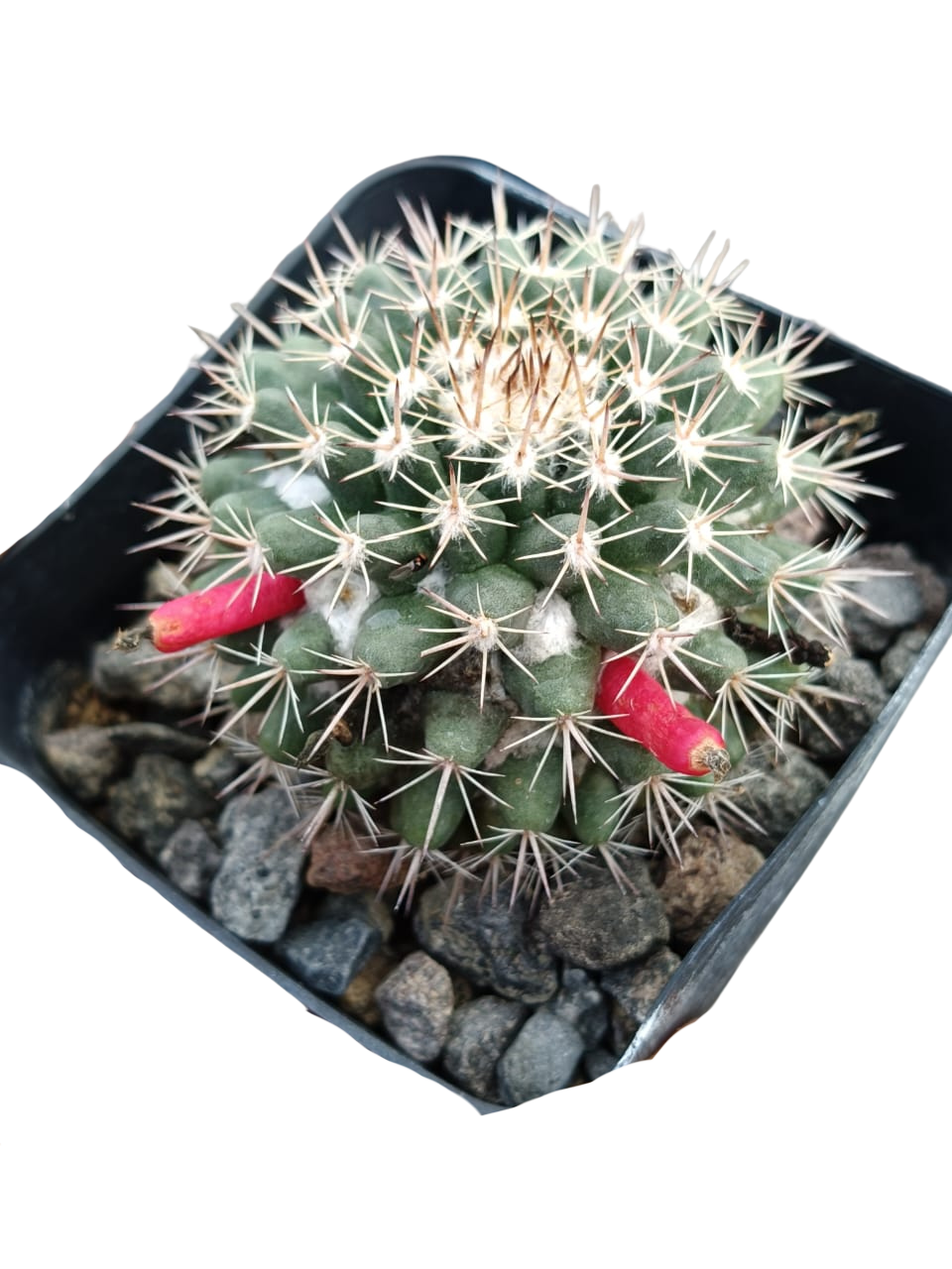 Cactus exótico Mammillaria comunis (4 pulgadas)