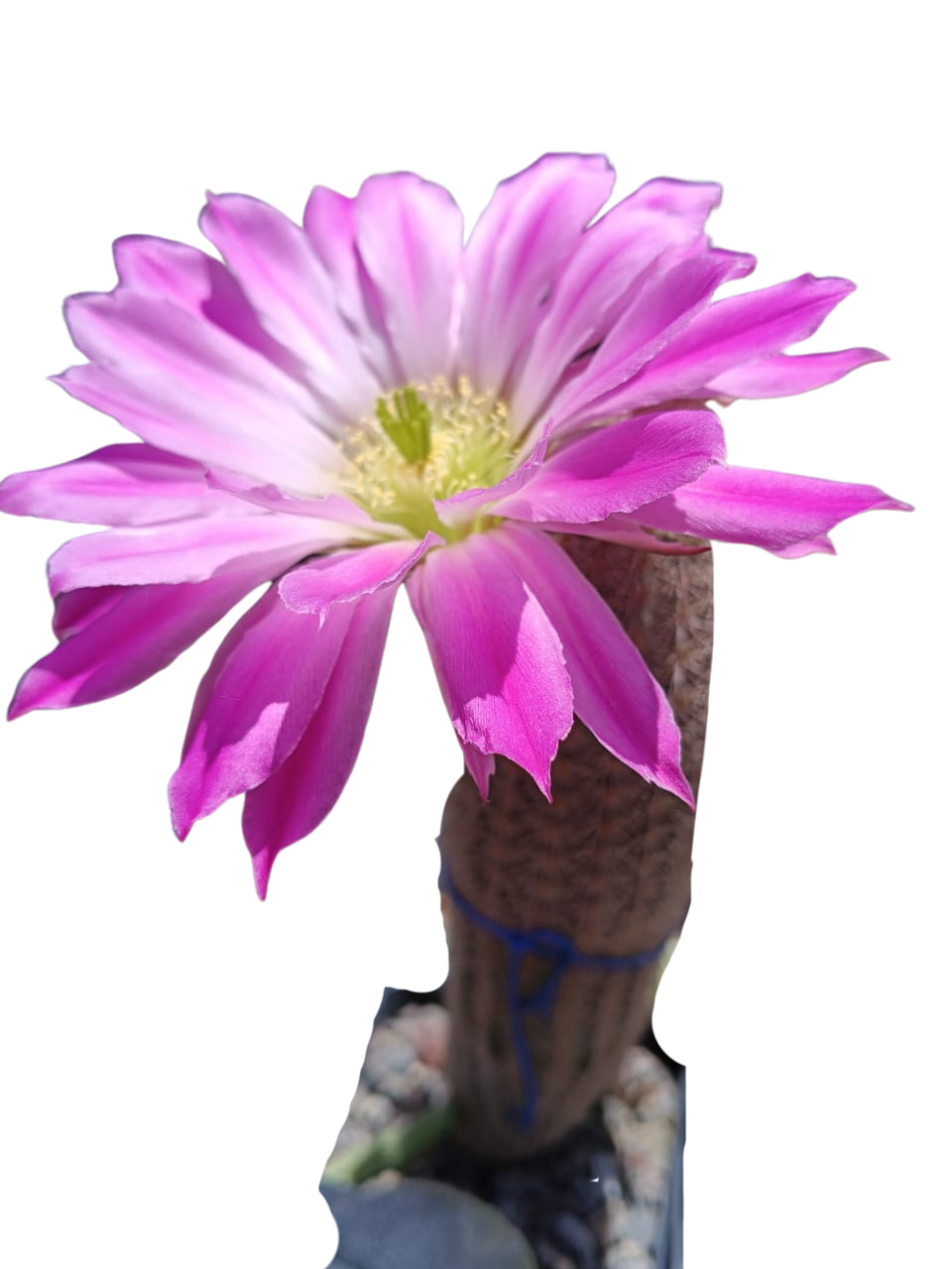 Cactus exótico Echinocereus scopulorum (2 pulgadas)