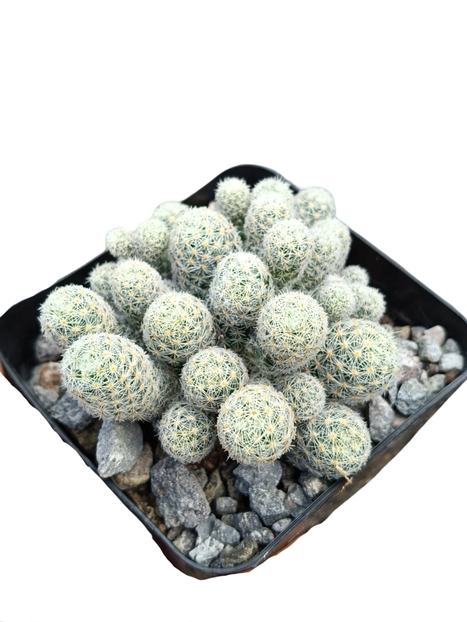 Cactus exótico Mammillaria giselae (4 pulgadas)