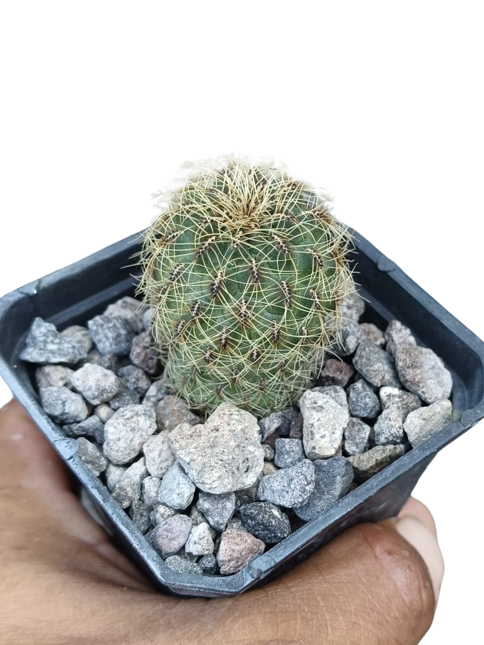 Cactus exótico Sulcorebutia alba (2 pulgadas)