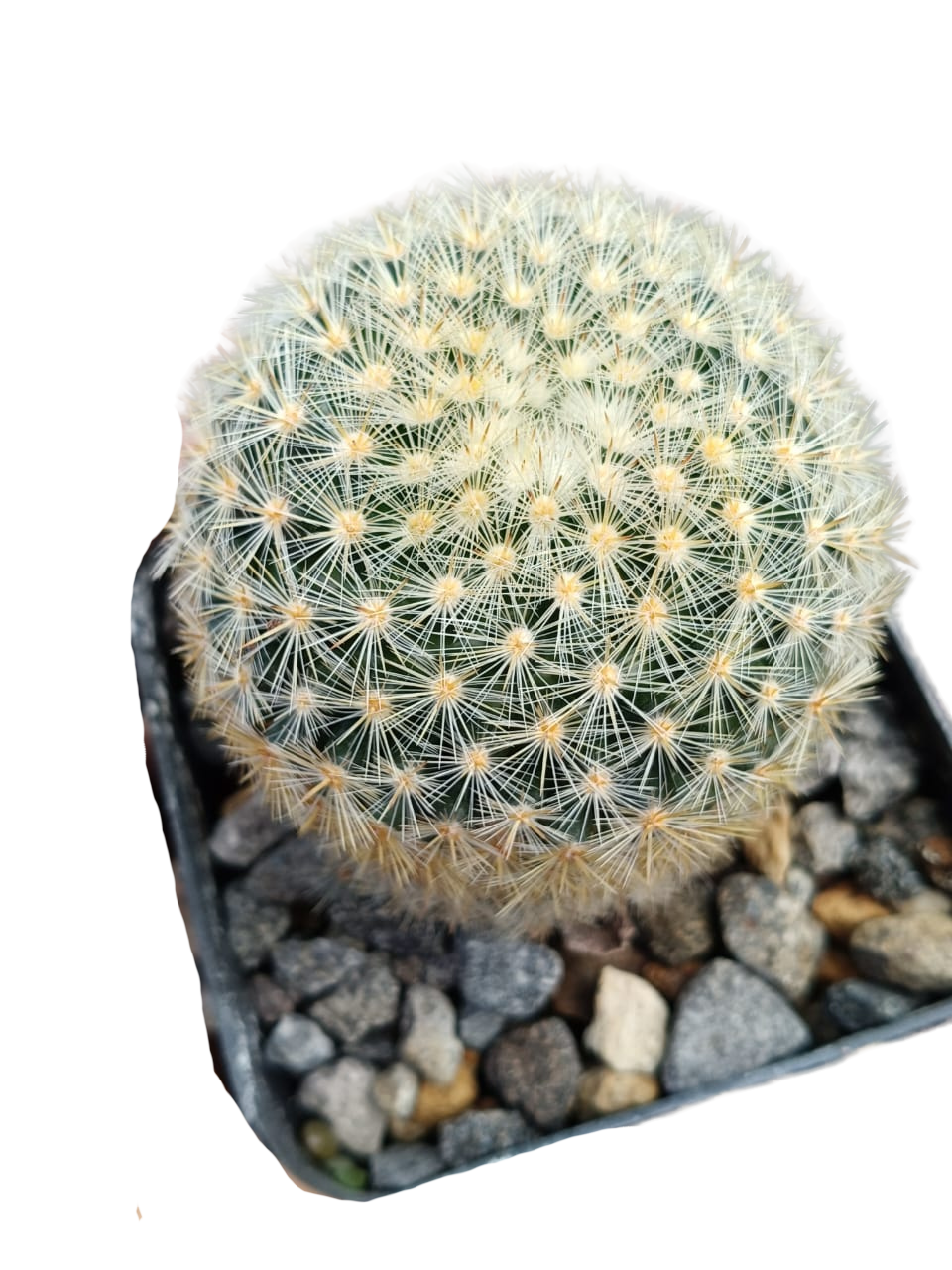 Cactus exótico Mammillaria laui (4 pulgadas)