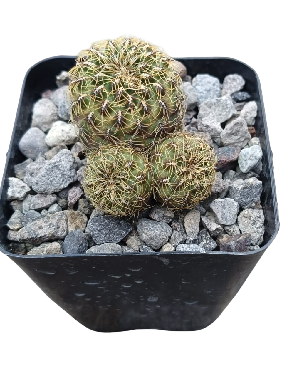 Cactus exótico Sulcorebutia alba (4 pulgadas)