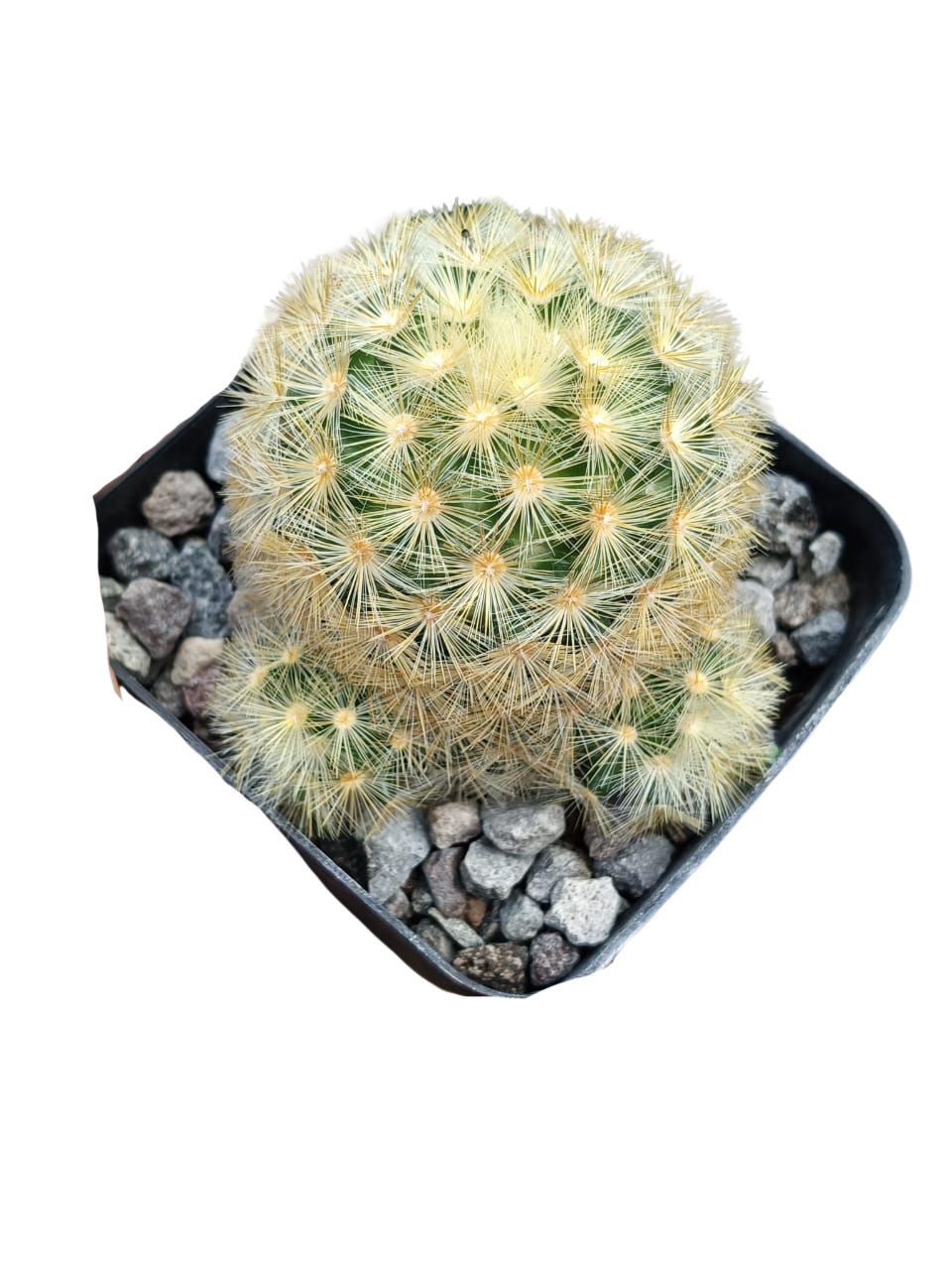 Cactus exótico Mammillaria carmenae (4 pulgadas)