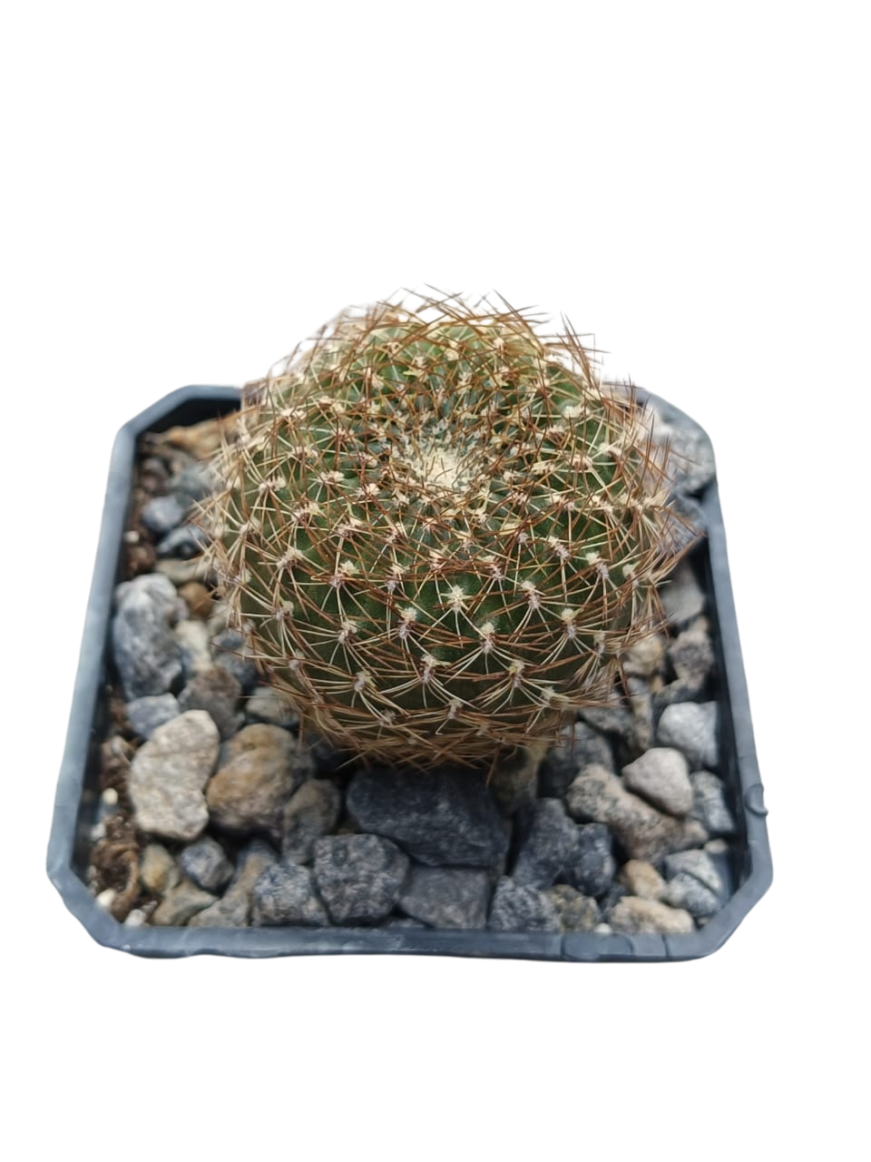 Cactus exótico Sulcorebutia arenacea (2 pulgadas)