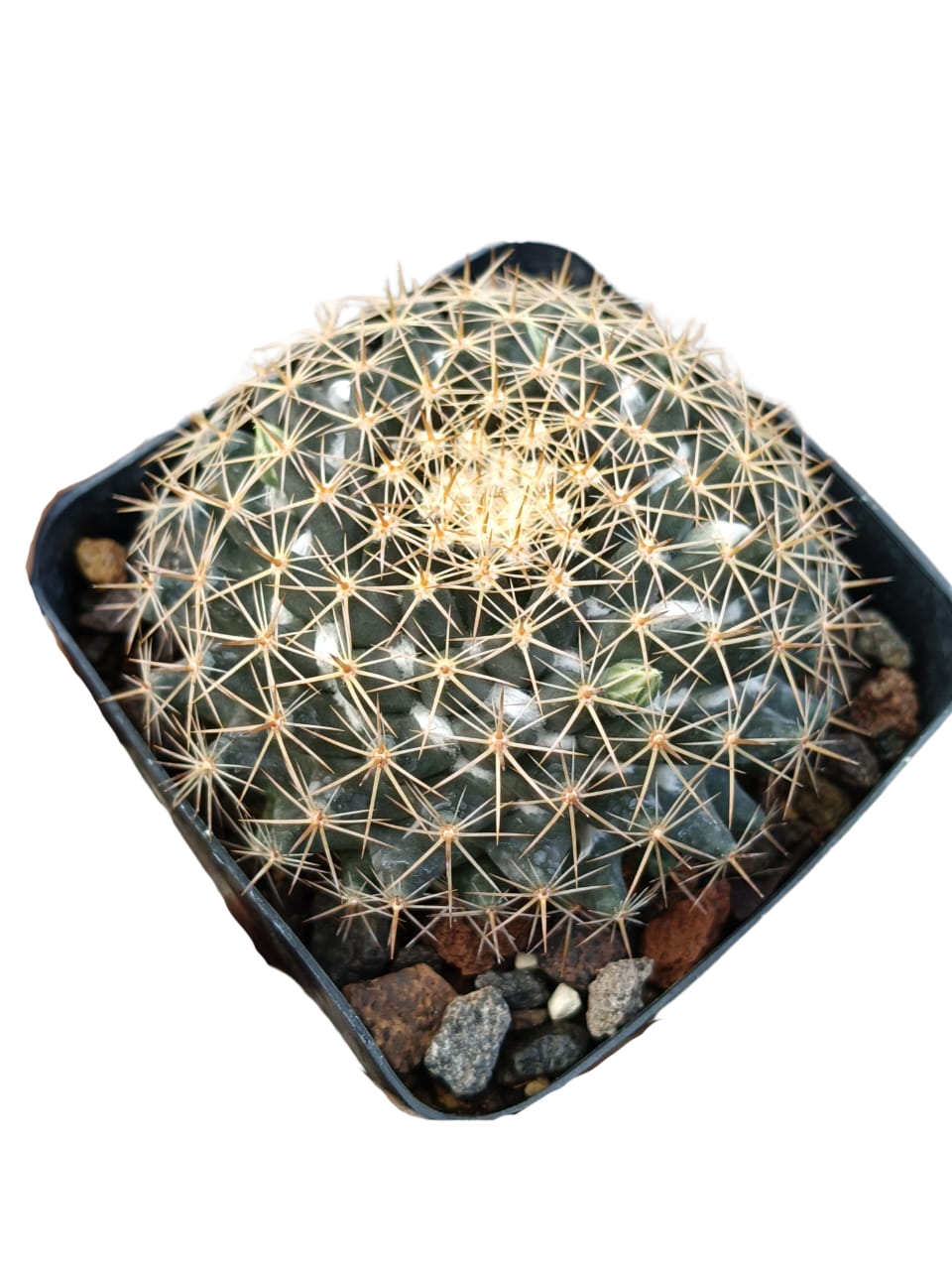 Cactus exótico Mammillaria heidery (4 pulgadas)