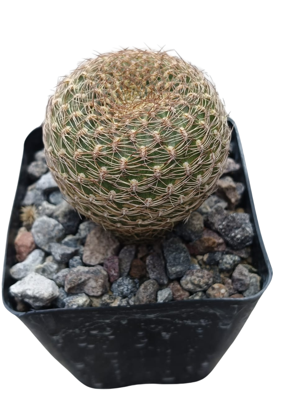 Cactus exótico Sulcorebutia arenacea (4 pulgadas)