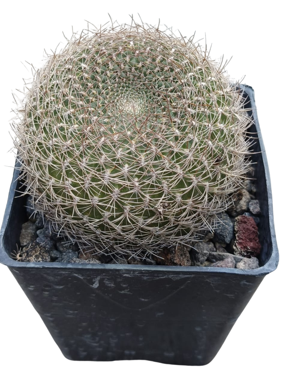 Cactus exótico Sulcorebutia arenacea (5 pulgadas)