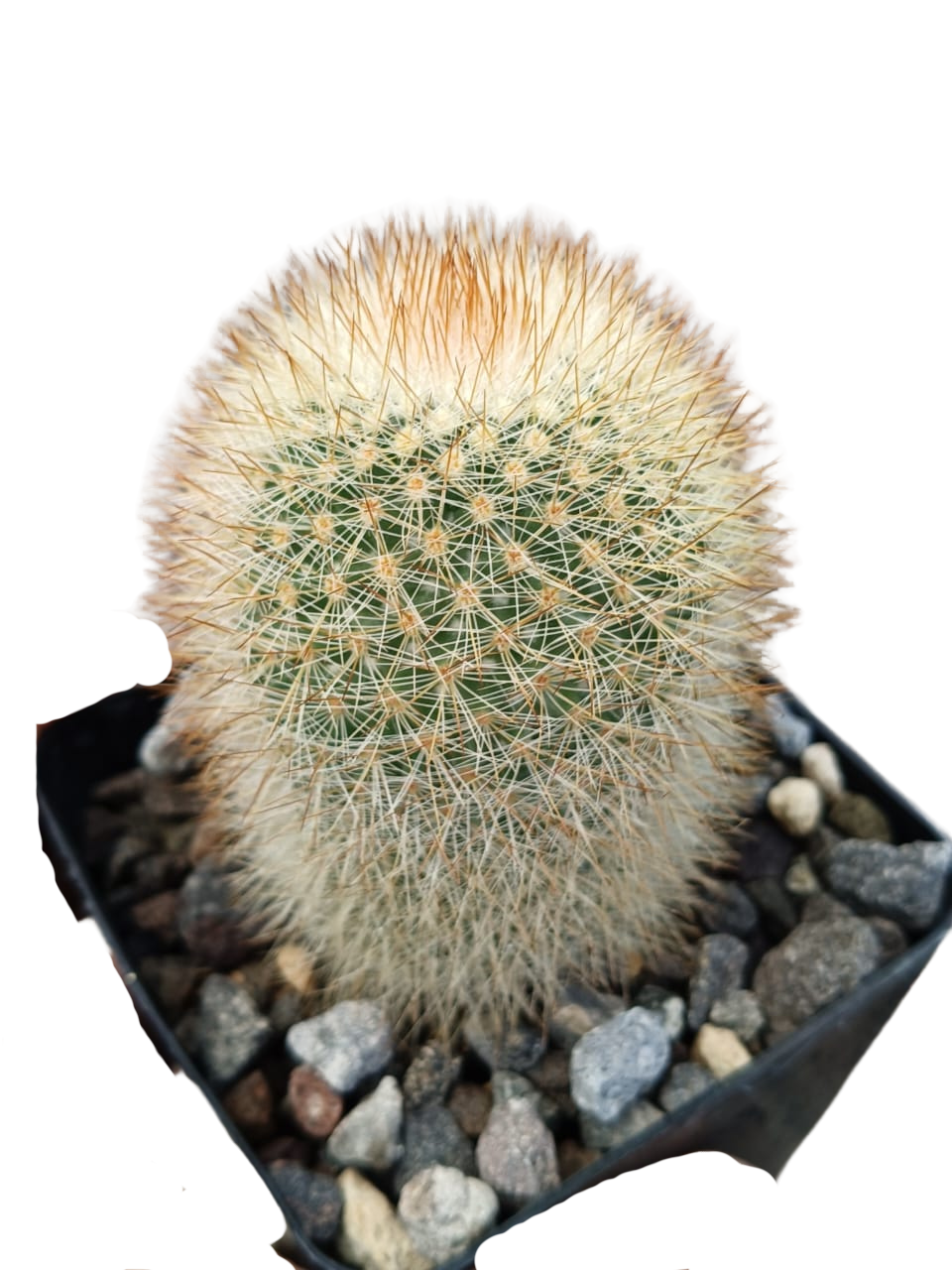 Cactus exótico Mammillaria pilcayensi (4 pulgadas)