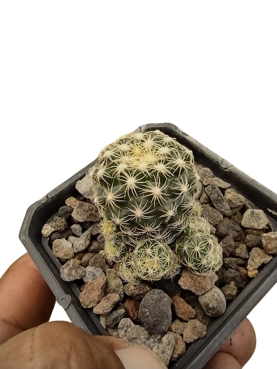 Cactus exótico Discocactus wercneki (2 pulgadas)