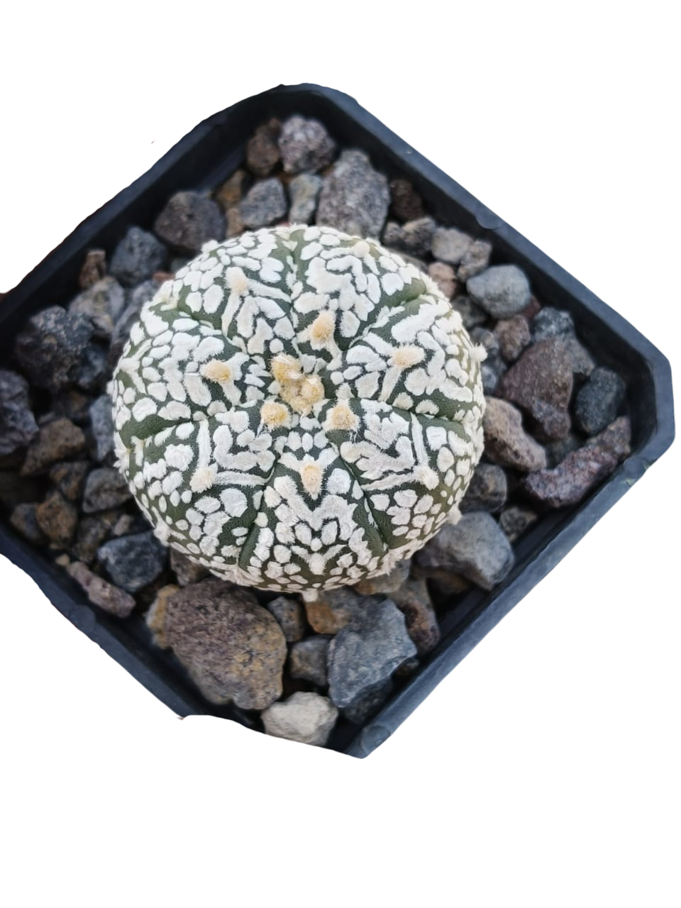 Cactus exótico Astrophytum asterias variedad Viteys (2 pulgadas)