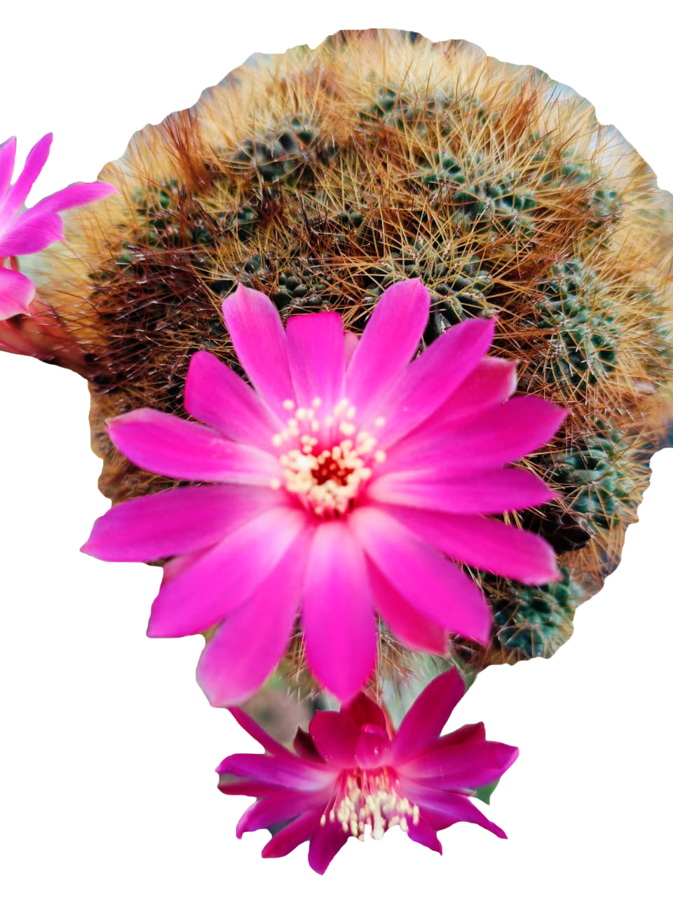 Cactus exótico Sulcorebutia mentosa sp (4 pulgadas)