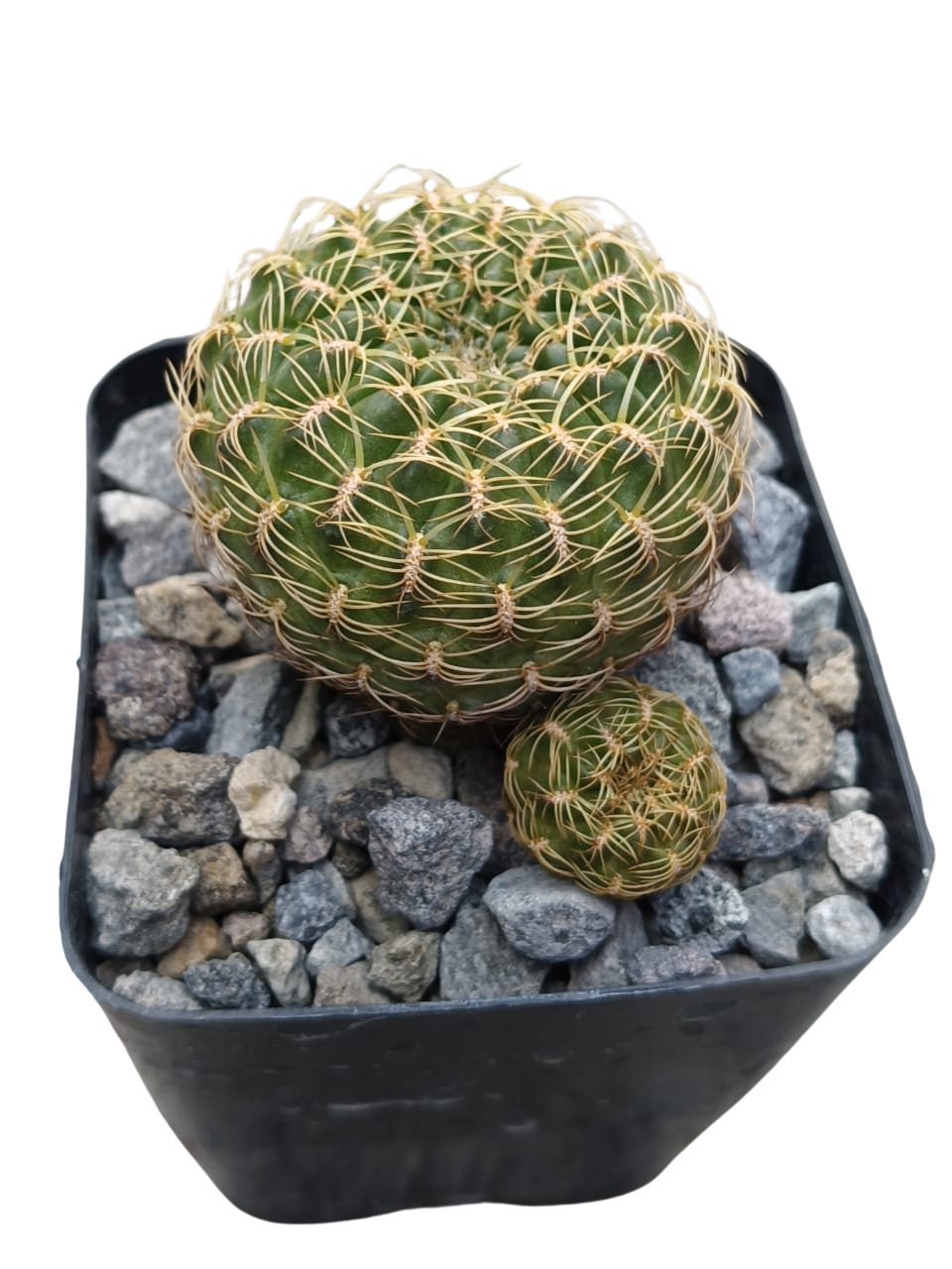 Cactus exótico Sulcorebutia callecalensis (4 pulgadas)