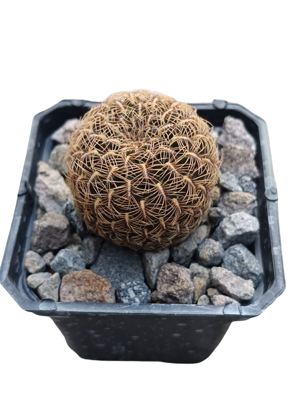 Cactus exótico Sulcorebutia canigueralli (2 pulgadas)