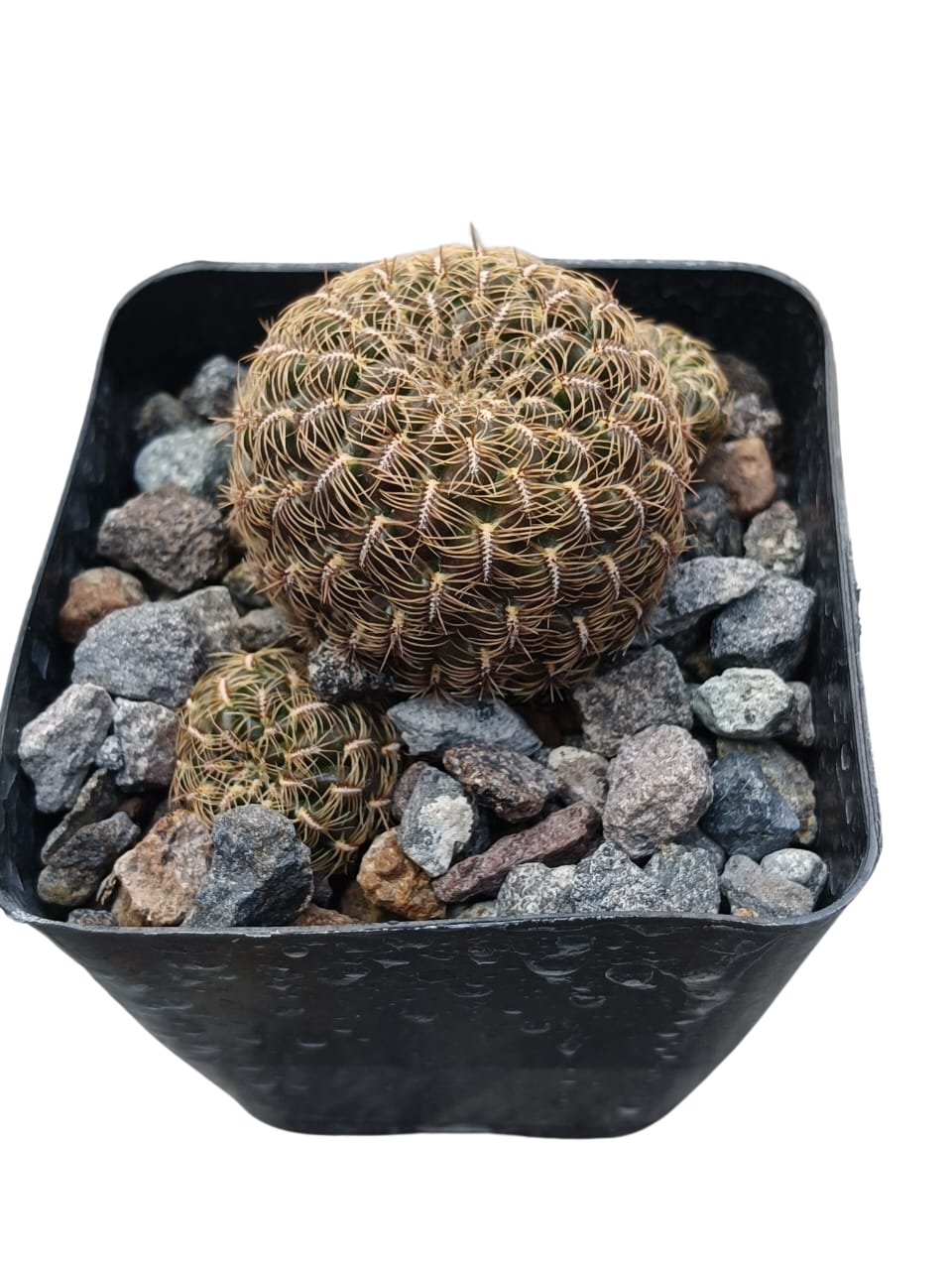 Cactus exótico Sulcorebutia canigueralli (4 pulgadas)