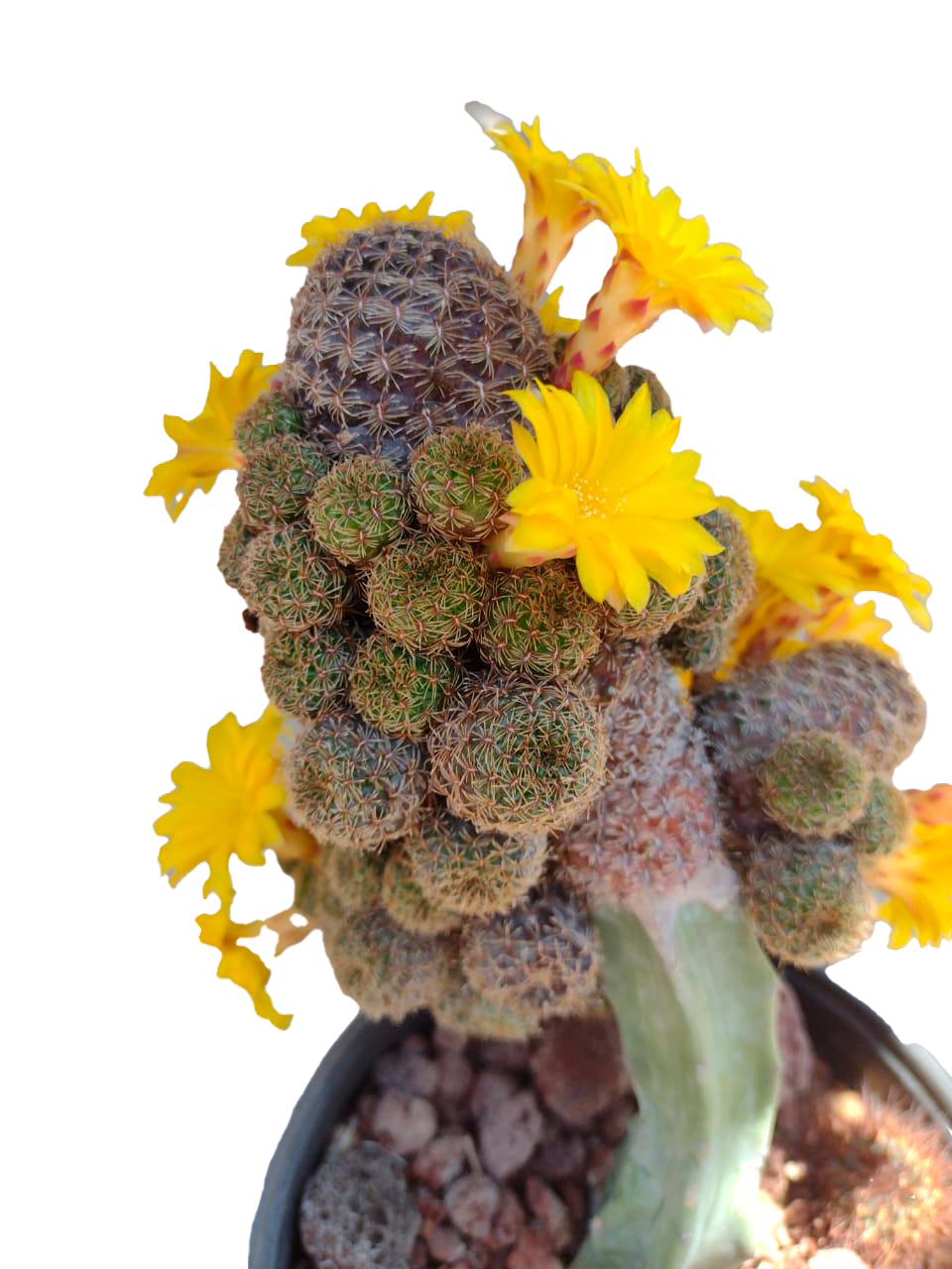 Cactus exótico Sulcorebutia heliosoide (2 pulgadas)