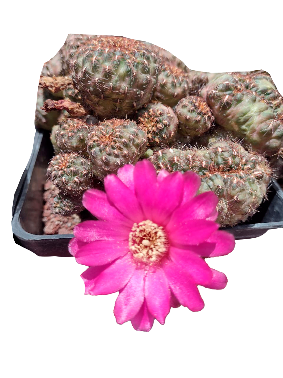 Cactus exótico Sulcorebutia henzii -3 grandiflora (4 pulgadas)