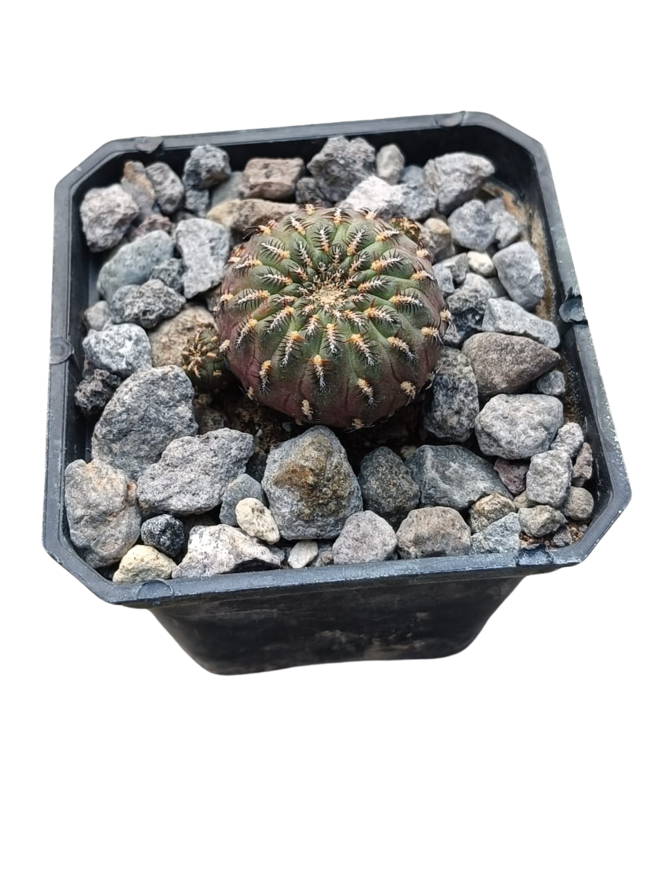 Cactus exótico Sulcorebutia henzii (2 pulgadas)