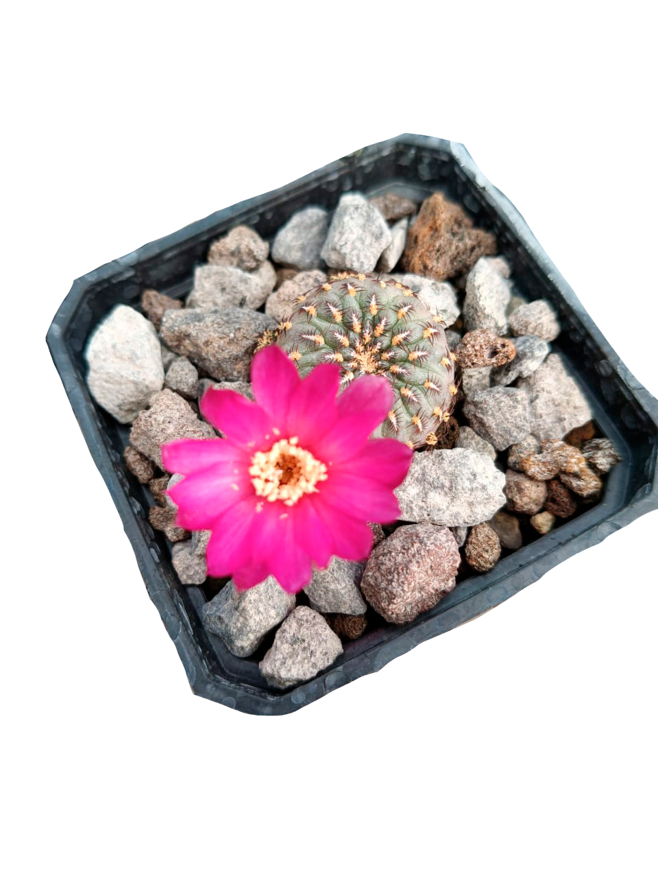 Cactus exótico Sulcorebutia henzii (2 pulgadas)