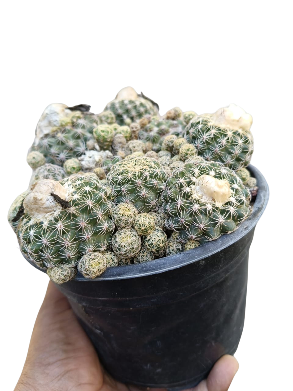 Cactus exótico Discocactus wercneki (2 pulgadas)