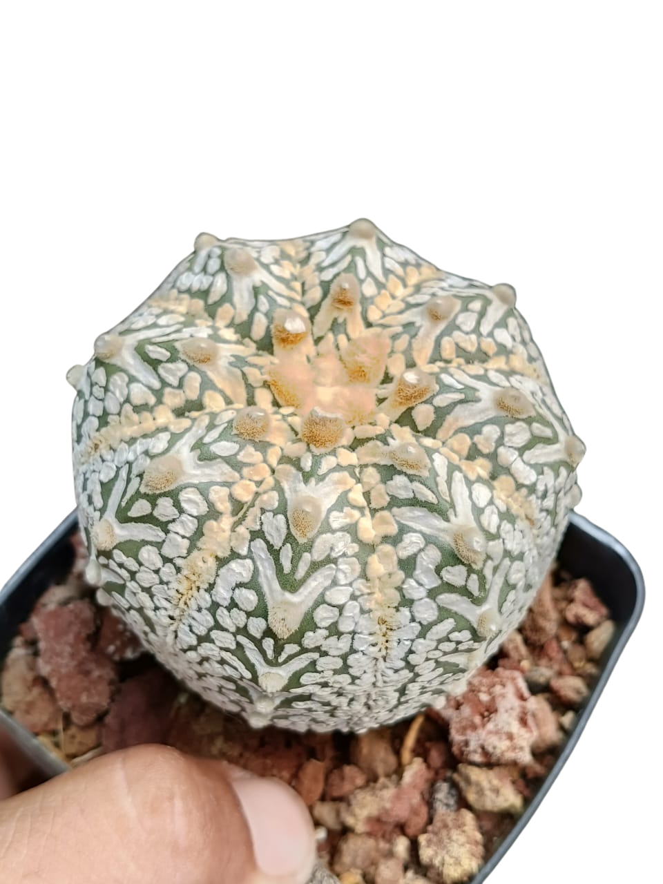 Cactus exótico Astrophytum asterias variedad Viteys (2 pulgadas)