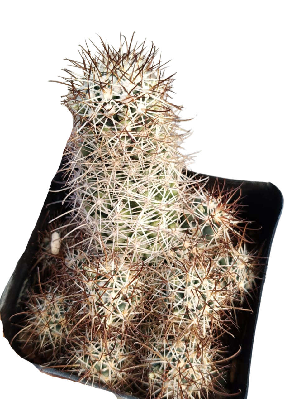 Cactus exótico Mammillaria shumanii (4 pulgadas)