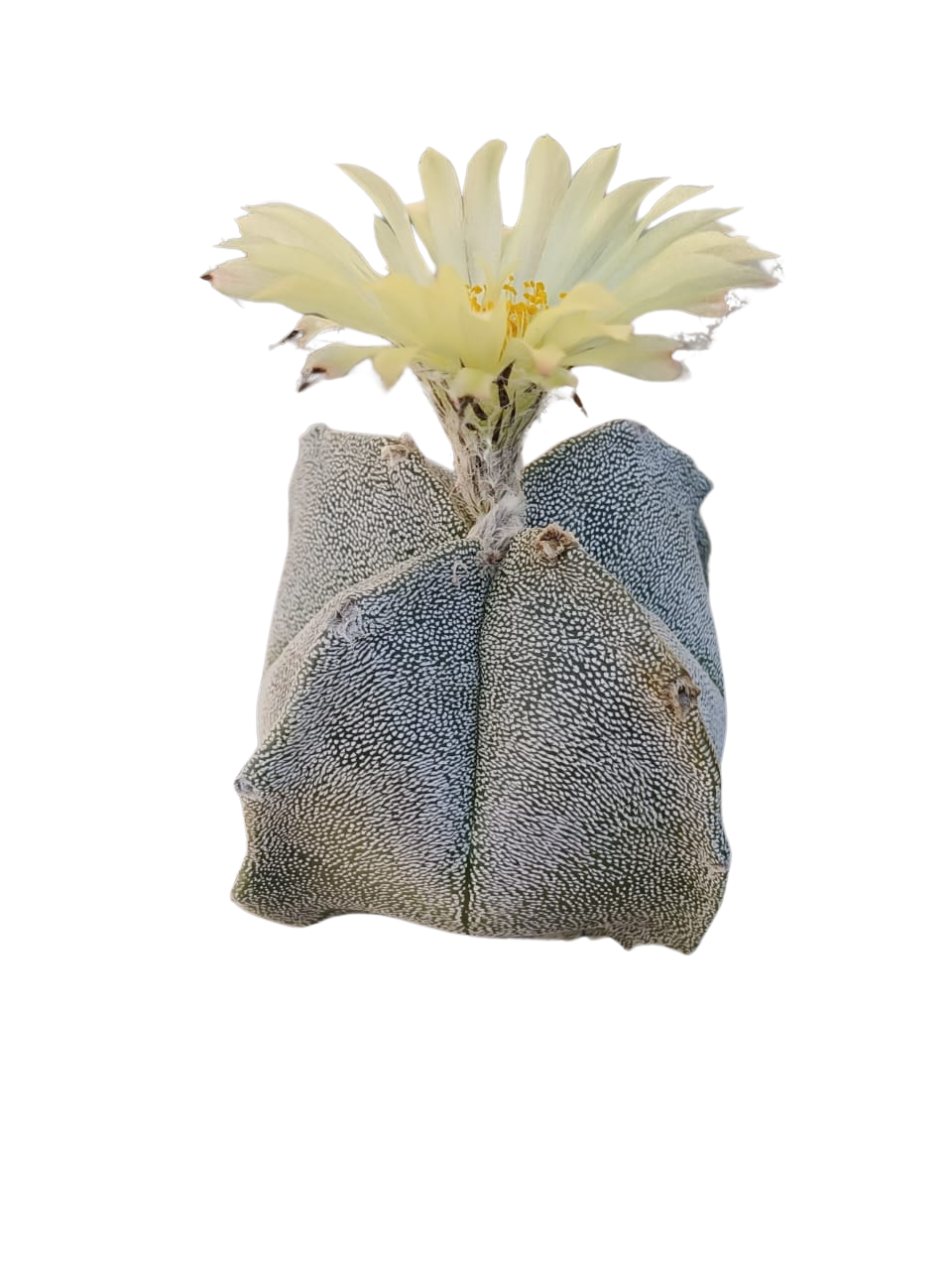 Cactus exótico Astrophytum myriostigma cuadricostatum (2 pulgadas)